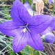 Floarea balon- blue Astra Blue